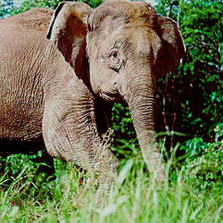 Forest Loss Means Elephant Loss — Borneo Elephant