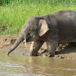 World Wildlife Fund Begins Study — Borneo Elephants