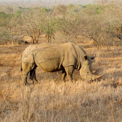 Operation Rhino — Southern White Rhinoceros