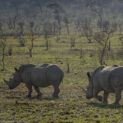 Protected Under Cites & Rhino Initiatives