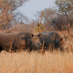Rhino Population Grows — Southern White Rhinoceros