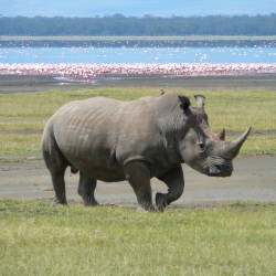 Major Threats & Key Organizations — African Rhinoceros