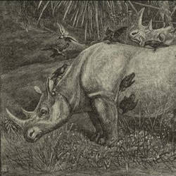 Past Abundance — Northern White Rhinoceros