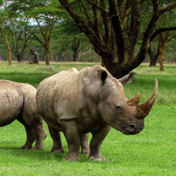 Poaching Remains A Problem — Northern White Rhinoceros