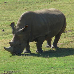 Rhino Population Dwindles To 5 — Northern White Rhinoceros