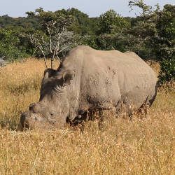 Struggle To Save The Last Male — Northern White Rhinoceros