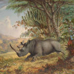 Rhinoceros — Africa