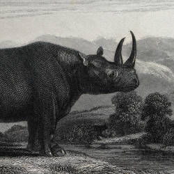Decline Of The Rhino — Black Rhinoceros