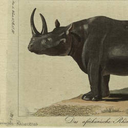 Rhinos Deemed Doomed — Black Rhinoceros