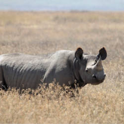 Poaching Increases & Population Plummets — Black Rhinoceros