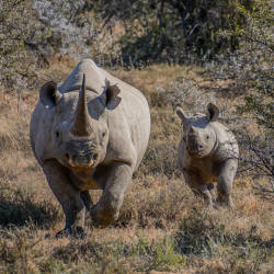 Continued Collapse Of Rhino Population — Black Rhinoceros
