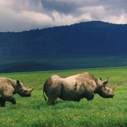 Rhino Range Expansion Project — Black Rhinoceros
