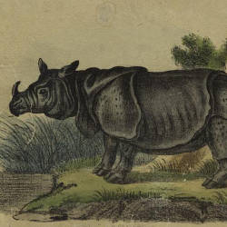 Frequent Meetings, G.h. Evans — Indian Rhinoceros
