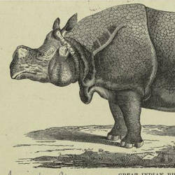 All Rhino Hunting Prohibited — Indian Rhinoceros