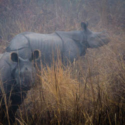 Chitwan Valley Population Crash — Indian Rhinoceros