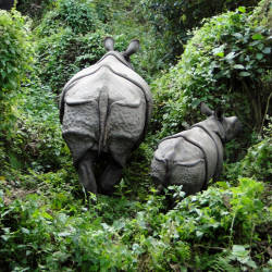 Rhino Relocation — Indian Rhinoceros