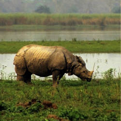 Populations Rebound — Indian Rhinoceros