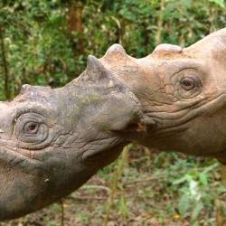 Major Threats & Key Organizations — Indian & Asian Rhinoceros
