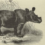 Rhinoceros — India, Asia & Southeast Asia