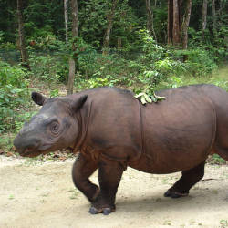 World Conservation Union Asian Rhino Specialist Group — Sumatran Rhinoceros