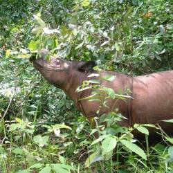 The Most Endangered Of All Rhinos — Sumatran Rhinoceros