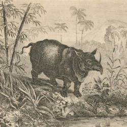 Historic Range — Javan Rhinoceros