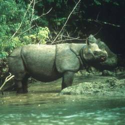 Last Population In Ujung Kulon — Javan Rhinoceros