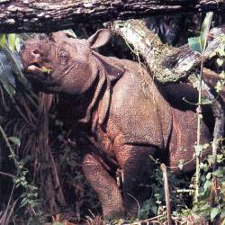 Possible Conservation Through Transport — Javan Rhinoceros