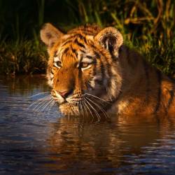 Project Tiger — Bengal Tiger