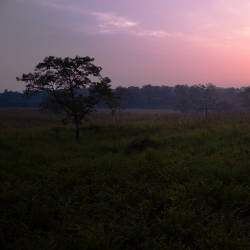 Royal Chitwan National Park Established — Bengal Tiger