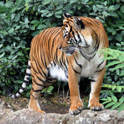 China, Hong Kong, The Republic Of Korea And Taiwan Ban Tiger Imports & Products