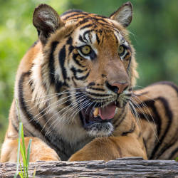 Hukaung Valley Tiger Reserve Established — Indochinese Tiger
