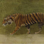 Tigers — India & Southeast Asia