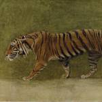 Tigers — India & Southeast Asia