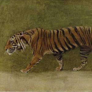 Tigers — India & Southeast Asia