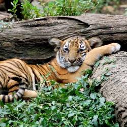 Ambitious Goals To Save The Tigers — Malayan Tiger