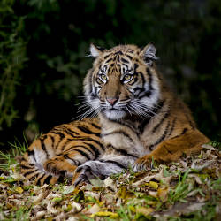 Indonesian Conservation Act — Sumatran Tiger