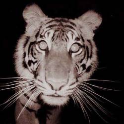 Tiger Listed As Critically Endangered — Sumatran Tiger