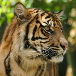 Traffic East Asia Sumatran Tiger Report Published— Sumatran Tiger
