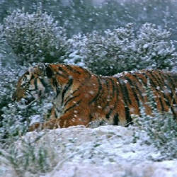 Eradication Campaign — South China Tiger