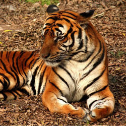Chinese Government Bans Tiger Hunting — South China Tiger