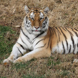 Tiger Conservation Strategy — Amur Tiger