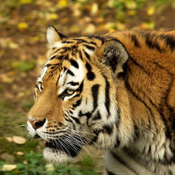 Integrated Conservation Needed — Amur Tiger