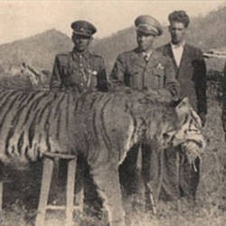 Tiger Hunting Ban — Caspian Tiger