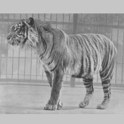 Javan Tiger Goes Extinct — Javan Tiger