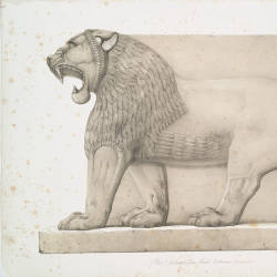 Lions Are Numerous, O. St. John — Asiatic Lions