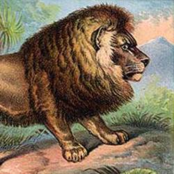Viceroy Declines A Kill — Asiatic Lions