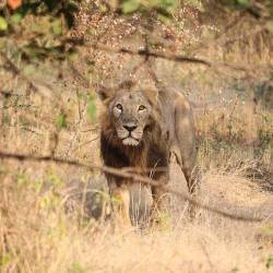 Planned Lion Relocation Hits Snags, Kuno-palpur Sanctuary — Asiatic Lions