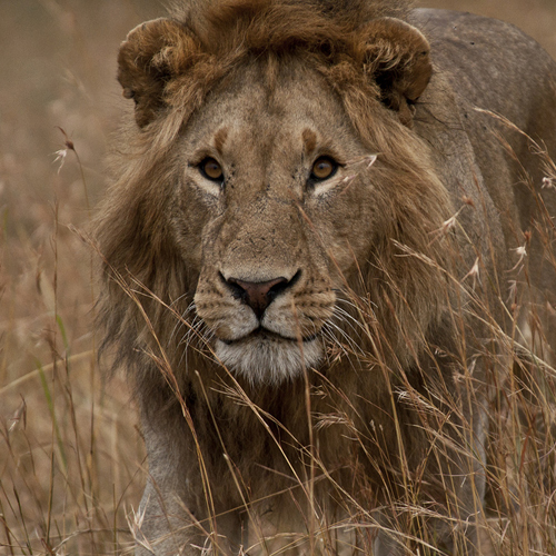 What is missing? | Destroying These Magnificent Lions, George Adamson ...