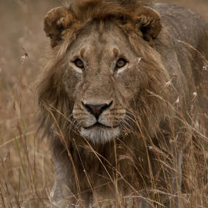 Destroying these magnificent lions, George Adamson